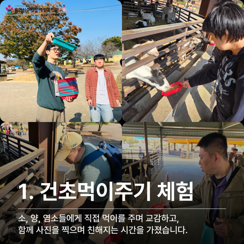 건초먹이주기 체험