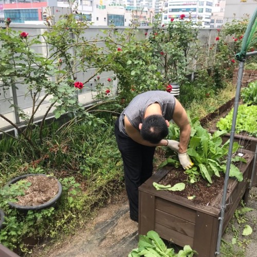[평생교육]성인아카데미 텃밭활동의 수확
