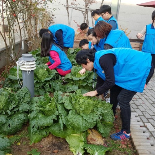 [직업지원팀]직업적응훈련반  배추 수확 하던날