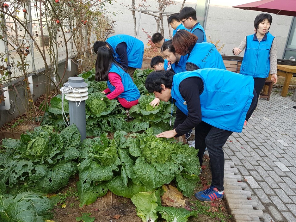 배추1.jpg