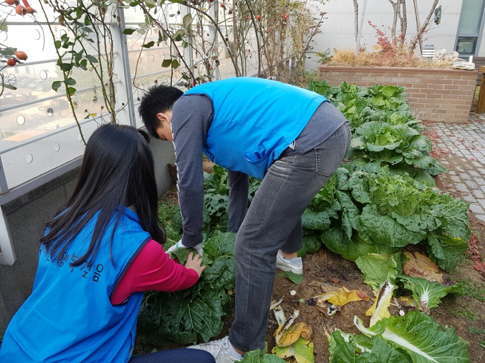 배추2.jpg