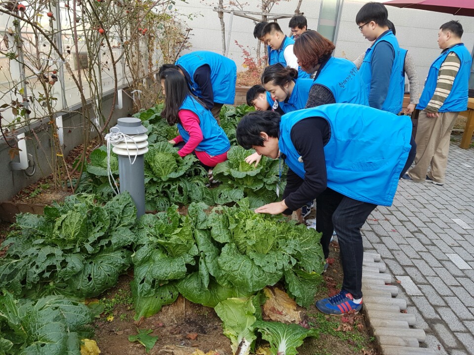 배추3.jpg