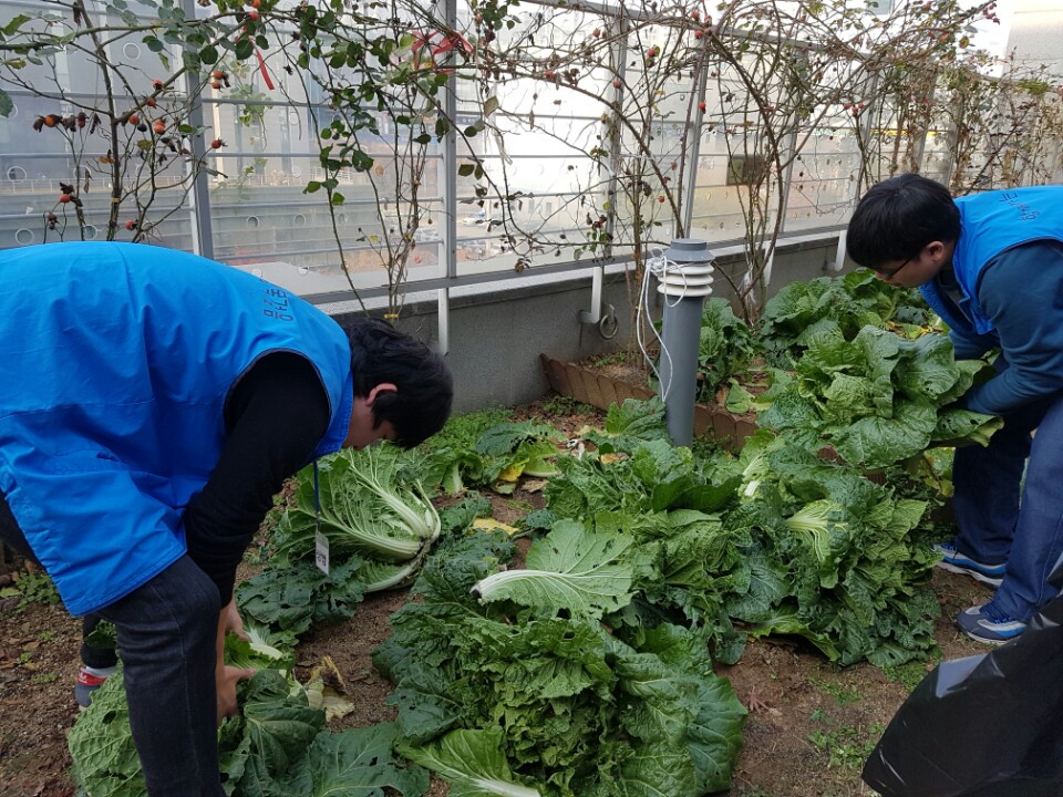 배추4.jpg