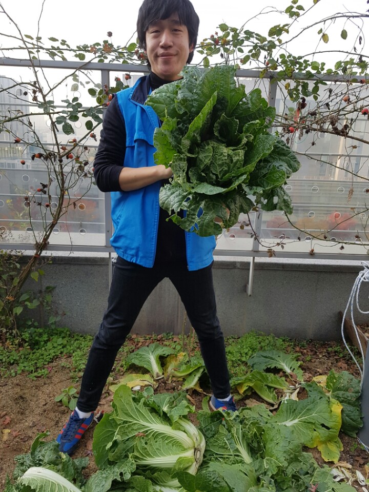 배추6.jpg