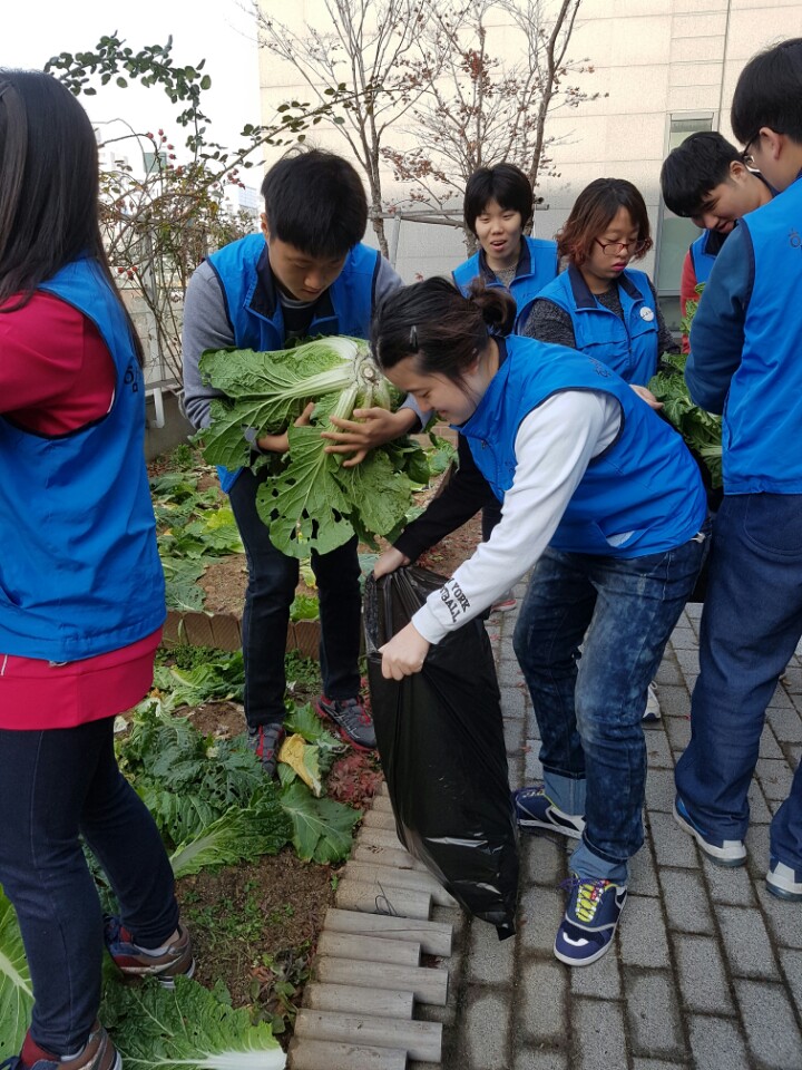 배추9.jpg
